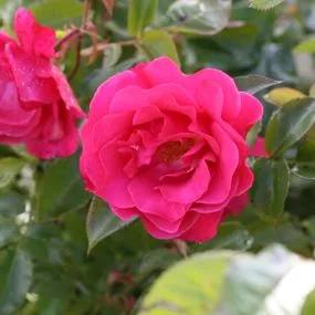 Romance Rose Bushes (Rosa Romance) 2